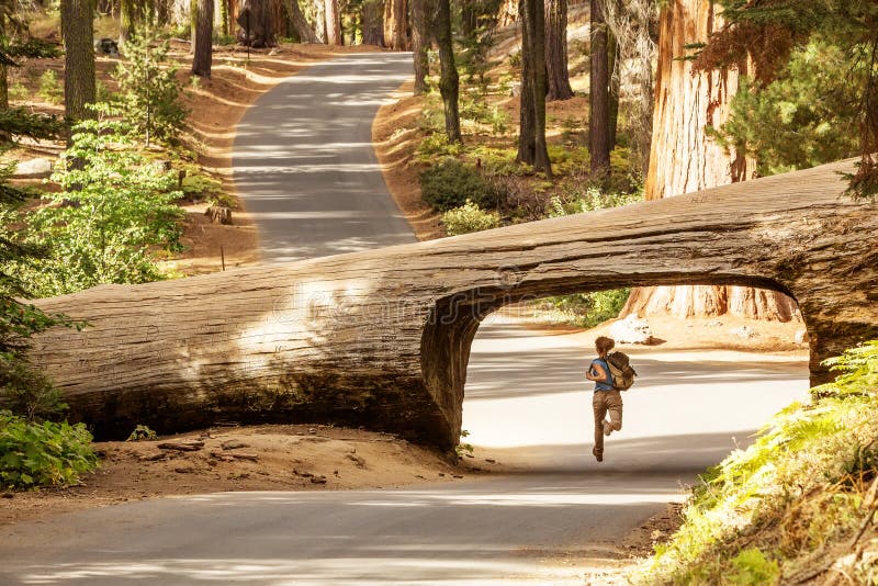 Πεζοπορία στο εθνικό πάρκο Sequoia στην Καλιφόρνια των ΗΠΑ στοκ εικόνες με δικαίωμα ελεύθερης χρήσης