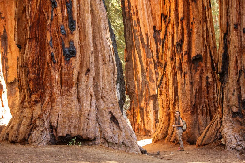 Πεζοπορία στο εθνικό πάρκο Sequoia στην Καλιφόρνια των ΗΠΑ στοκ εικόνες