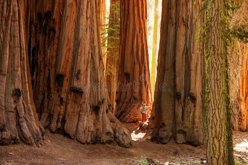 Πεζοπορία στο εθνικό πάρκο Sequoia στην Καλιφόρνια των ΗΠΑ στοκ εικόνες με δικαίωμα ελεύθερης χρήσης