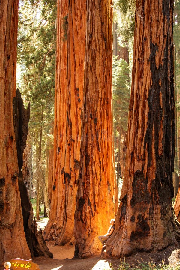 Πεζοπορία στο εθνικό πάρκο Sequoia στην Καλιφόρνια των ΗΠΑ στοκ εικόνες με δικαίωμα ελεύθερης χρήσης