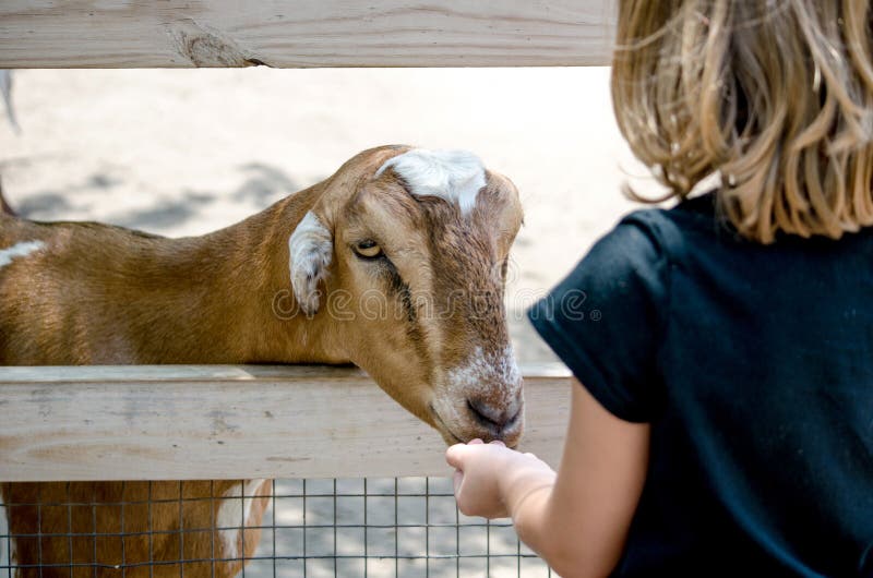 Πεινασμένη αίγα σε έναν petting ζωολογικό κήπο στοκ φωτογραφία Πεινασμένη αίγα σε έναν petting ζωολογικό κήπο στοκ φωτογραφία