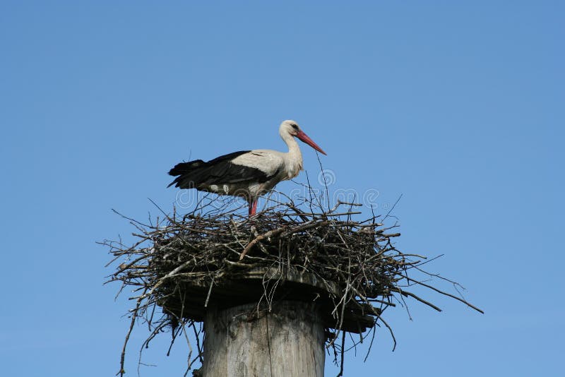 Download πελαργός φωλιών στοκ εικόνα. εικόνα από birdbaths, διακλαδιμένος - 525263