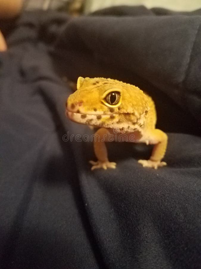 περίεργο gecko στοκ εικόνες περίεργο gecko στοκ εικόνες