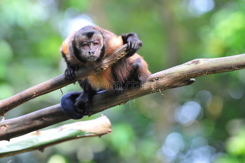 Περίεργο καφετί capuchin στοκ εικόνα