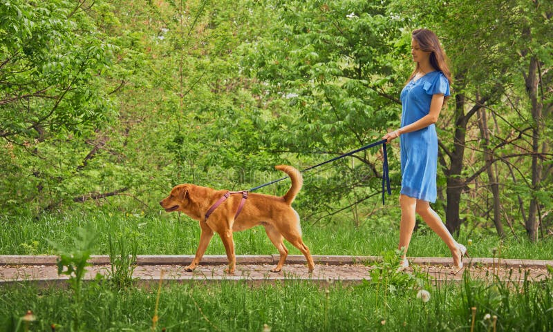 Περίπατοι κοριτσιών με retriever του Λαμπραντόρ σκυλιών στοκ φωτογραφία με δικαίωμα ελεύθερης χρήσης Περίπατοι κοριτσιών με retriever του Λαμπραντόρ σκυλιών στοκ φωτογραφία με δικαίωμα ελεύθερης χρήσης