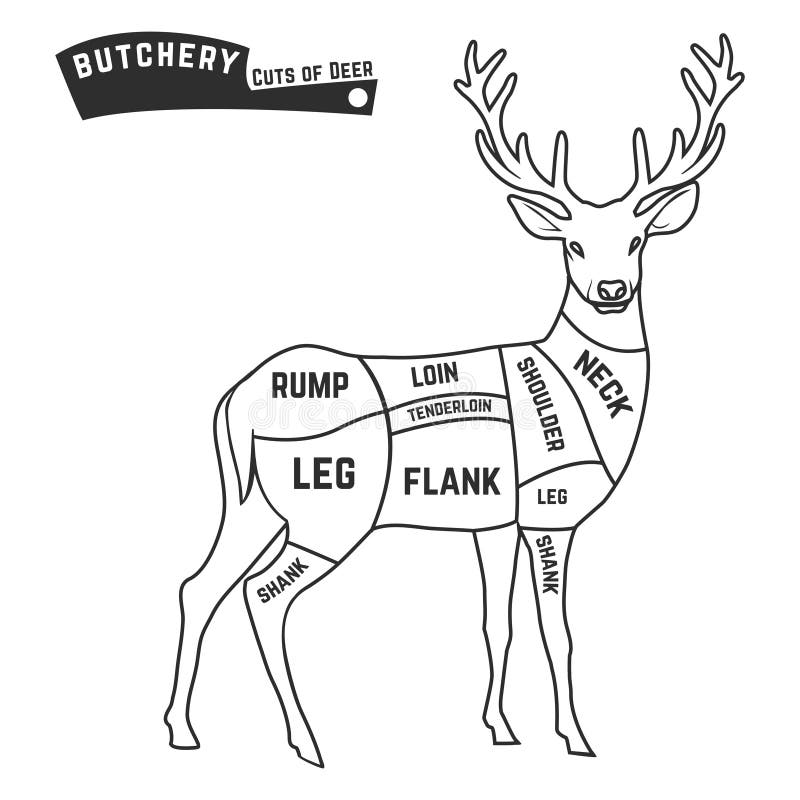 Deer meat cuts with elements and names. Butcher shop. Vector illustration. Deer meat cuts with elements and names. Butcher shop. Vector illustration.