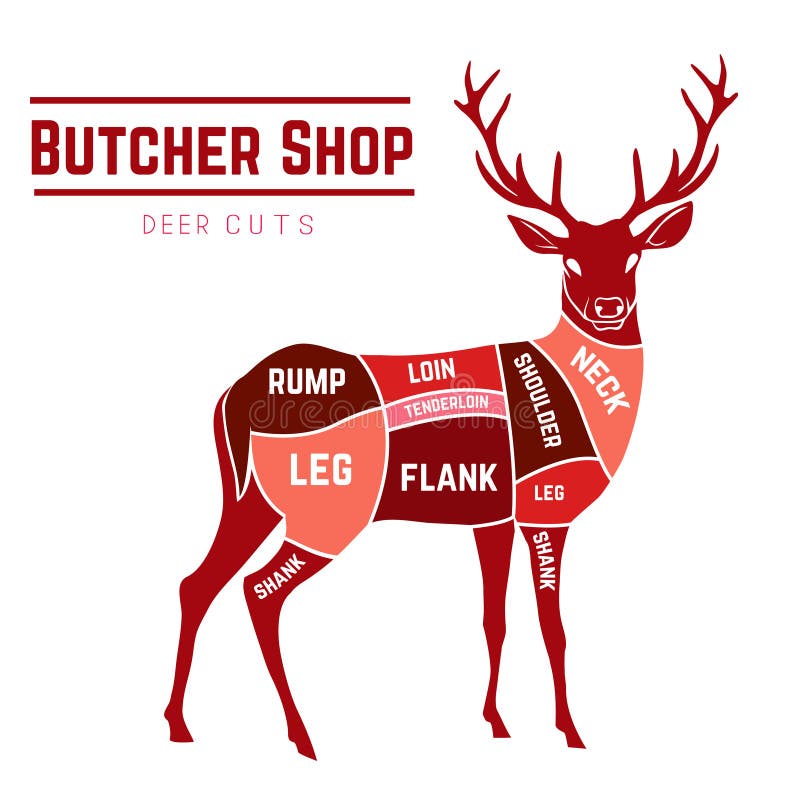 Deer meat cuts with elements and names in color. Butcher shop. Vector illustration. Deer meat cuts with elements and names in color. Butcher shop. Vector illustration.