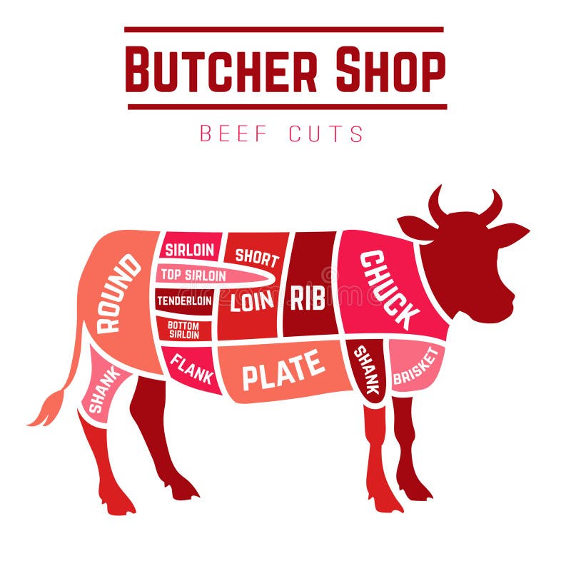 Butcher shop cuts of beef . Vector illustration. Butcher shop cuts of beef . Vector illustration