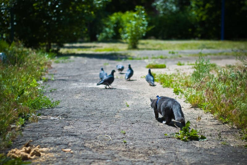 Cat hunting pigeons in a summer yard. Cat hunting pigeons in a summer yard