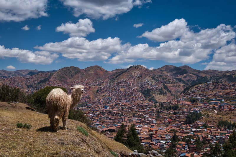 Περουβιανό Llama που στέκεται στο λόφο κοντά σε Cusco στοκ φωτογραφία με δικαίωμα ελεύθερης χρήσης Περουβιανό Llama που στέκεται στο λόφο κοντά σε Cusco στοκ φωτογραφία με δικαίωμα ελεύθερης χρήσης