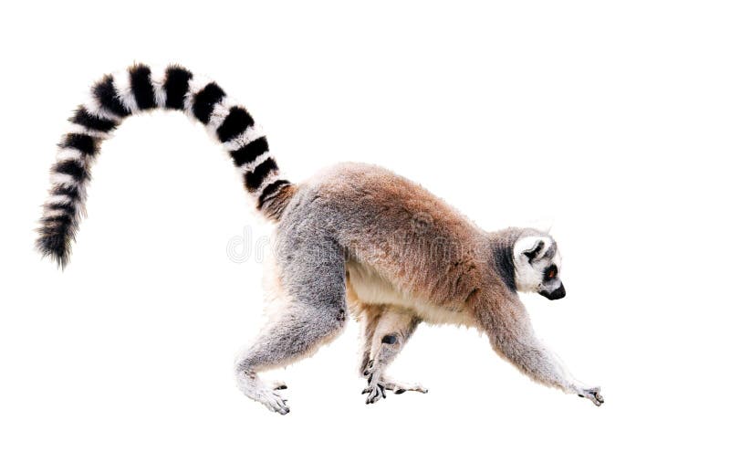 Walking lemur isolated on white with clipping path. Walking lemur isolated on white with clipping path