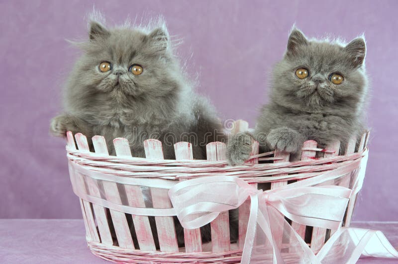Cute Persian kittens sitting inside pink gift basket on pink background. Cute Persian kittens sitting inside pink gift basket on pink background