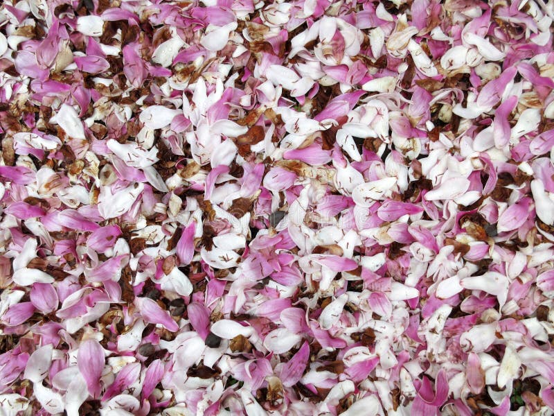 Πεσμένο υπόβαθρο ανθών Magnolia στοκ φωτογραφία με δικαίωμα ελεύθερης χρήσης