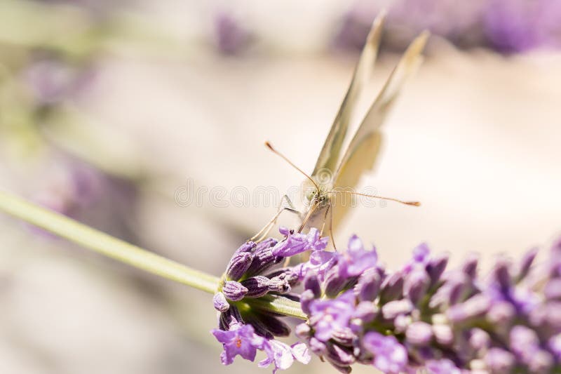 Πεταλούδα lavender στοκ φωτογραφίες Πεταλούδα lavender στοκ φωτογραφίες
