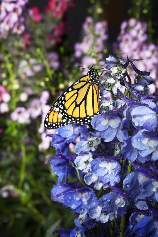 Πεταλούδα μοναρχών στα μπλε λουλούδια Delphinium στοκ φωτογραφία