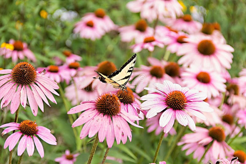 Πεταλούδα στο πορφυρό coneflower στοκ εικόνα Πεταλούδα στο πορφυρό coneflower στοκ εικόνα