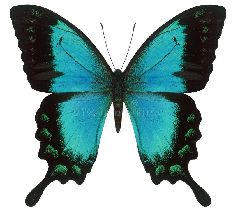 πεταλούδα swallowtail στοκ εικόνες