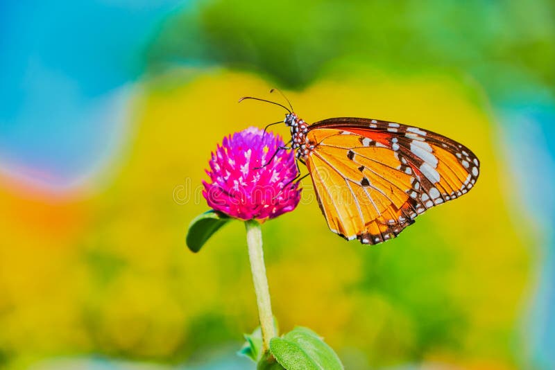 πεταλούδα σε φύση λουλουδιού σε εξωτερικό χώρο