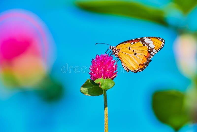 πεταλούδα σε φύση λουλουδιού σε εξωτερικό χώρο
