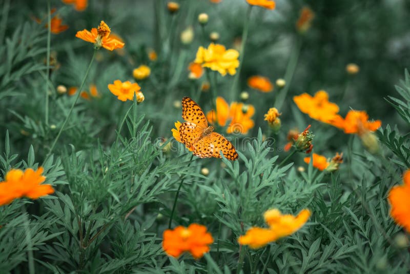 Πεταλούδα στον κήπο φύσης τομέων λουλουδιών κόσμου