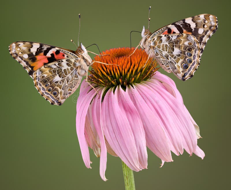πεταλούδες coneflower δύο στοκ φωτογραφία πεταλούδες coneflower δύο στοκ φωτογραφία