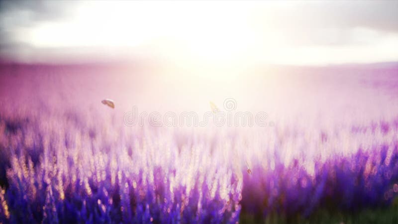 Πεταλούδες lavender στον τομέα Έννοια της φύσης ρεαλιστική 4k ζωτικότητα ραδιοφωνικής μετάδοσης απεικόνιση αποθεμάτων