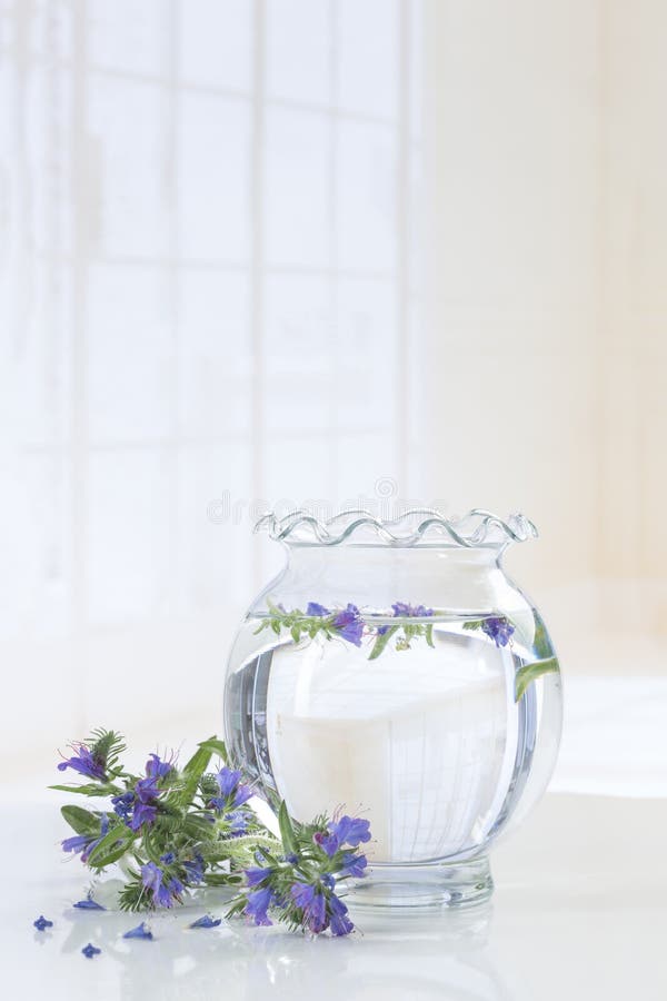Πετρέλαιο Borago Officinalis μποράγκων στοκ φωτογραφία με δικαίωμα ελεύθερης χρήσης Πετρέλαιο Borago Officinalis μποράγκων στοκ φωτογραφία με δικαίωμα ελεύθερης χρήσης