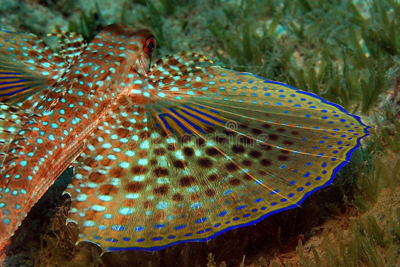 πετώντας gurnard ψαριών στοκ εικόνες
