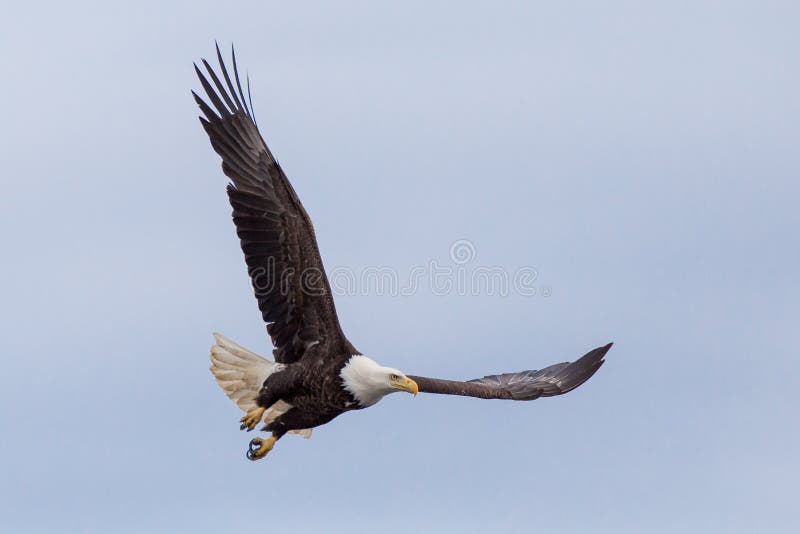 A bald eagle flying around surveying the ground below. A bald eagle flying around surveying the ground below.
