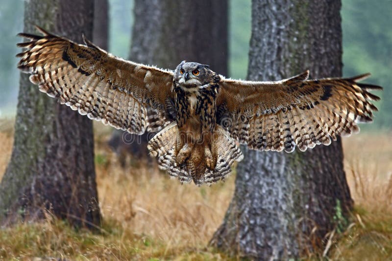 Flying Eurasian Eagle Owl with open wings in forest habitat with trees, wide angle lens photo, Sweden. Flying Eurasian Eagle Owl with open wings in forest habitat with trees, wide angle lens photo, Sweden