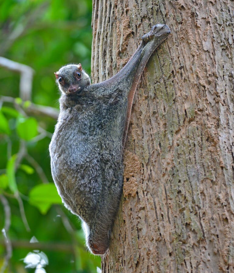 Flying Lemur (Galeopterus variegatus) clings to a tree and rests during the day (nocturnal animal), in Mu Ko Surin National Park, Thailand. Flying Lemur (Galeopterus variegatus) clings to a tree and rests during the day (nocturnal animal), in Mu Ko Surin National Park, Thailand