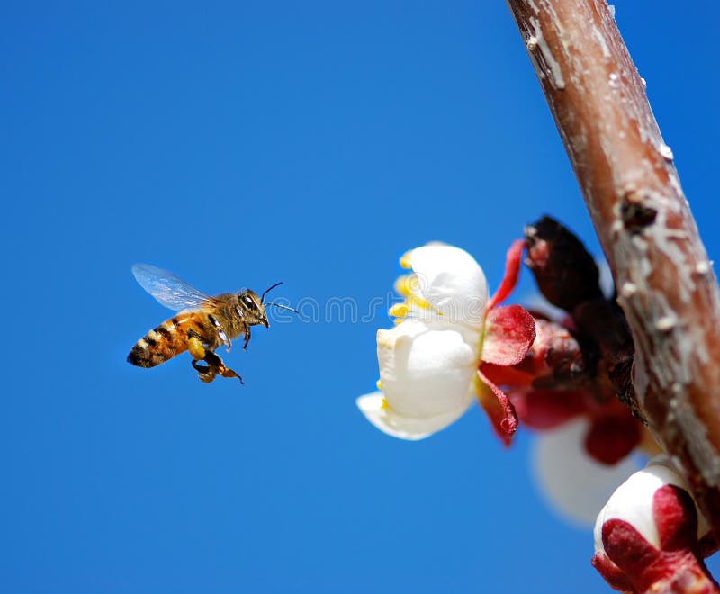 Macro shot of honey bee landing on a white tree flower. Macro shot of honey bee landing on a white tree flower.