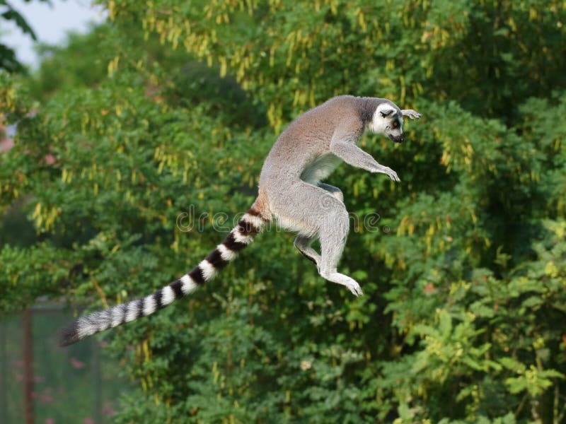 Jumping ring-tailed lemur in the air on the green background. Jumping ring-tailed lemur in the air on the green background