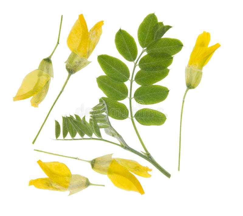 Πιεσμένα και αποξηραμένα άνθη caragana arborescens ή acacia απομονωμένα σε λευκό στοκ φωτογραφία Πιεσμένα και αποξηραμένα άνθη caragana arborescens ή acacia απομονωμένα σε λευκό στοκ φωτογραφία