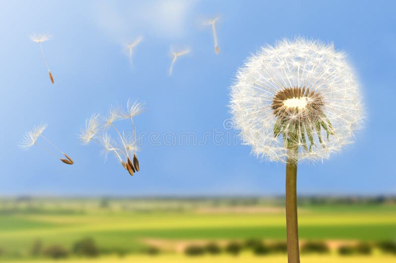 Seeds of dandelion flying in wind on bright blue sky. Seeds of dandelion flying in wind on bright blue sky.