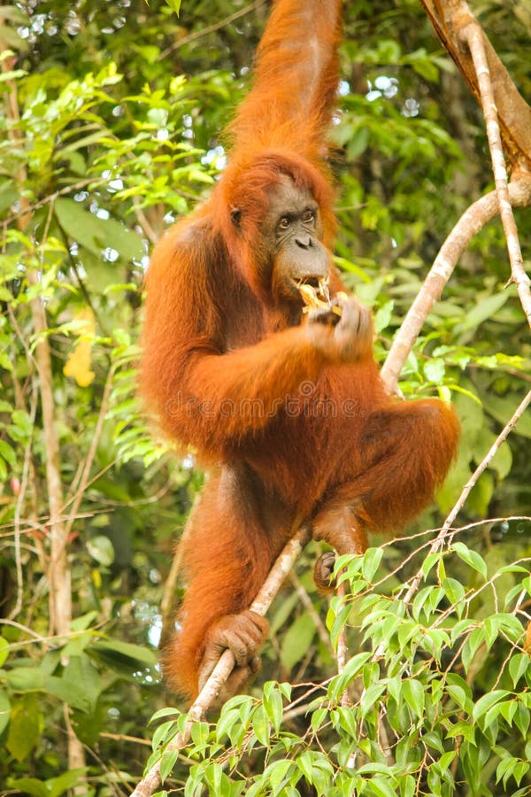 Πλήρης εικόνα μήκους θηλυκός orangutan που κρεμά σε ένα δέντρο στο Μπόρνεο τρώγοντας στοκ φωτογραφία με δικαίωμα ελεύθερης χρήσης