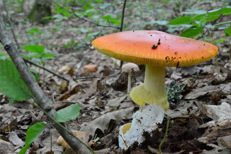 Πλήρως αναπτυγμένο Amanita μανιτάρι της Καισάρειας στοκ φωτογραφίες Πλήρως αναπτυγμένο Amanita μανιτάρι της Καισάρειας στοκ φωτογραφίες