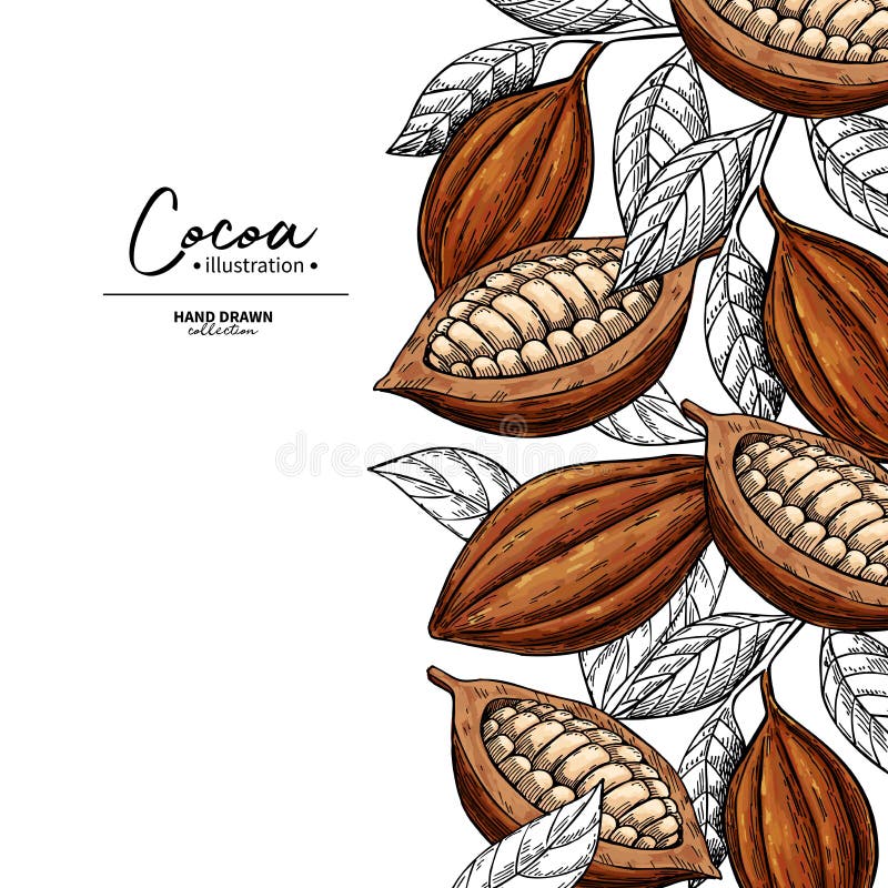 Cocoa frame. Vector superfood drawing template. Fruit, leaf and bean engraving. Organic healthy food sketch. Hand drawn chocolate packaging, cacao banner, poster, label. Isolated illustration on white background. Cocoa frame. Vector superfood drawing template. Fruit, leaf and bean engraving. Organic healthy food sketch. Hand drawn chocolate packaging, cacao banner, poster, label. Isolated illustration on white background.