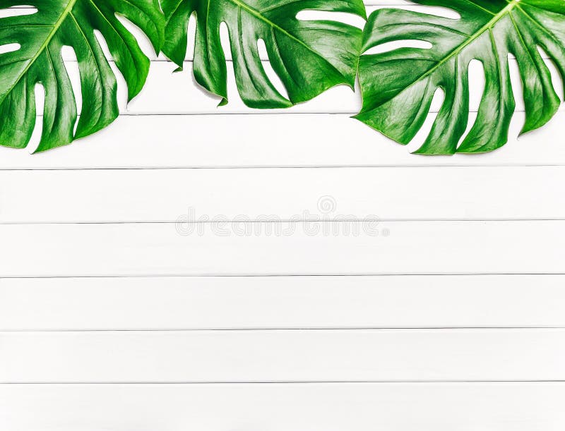 Πλαίσιο των τροπικών φύλλων Monstera σε ένα άσπρο ξύλινο υπόβαθρο με το διάστημα για το κείμενο Η τοπ άποψη, επίπεδη βάζει στοκ εικόνα με δικαίωμα ελεύθερης χρήσης Πλαίσιο των τροπικών φύλλων Monstera σε ένα άσπρο ξύλινο υπόβαθρο με το διάστημα για το κείμενο Η τοπ άποψη, επίπεδη βάζει στοκ εικόνα με δικαίωμα ελεύθερης χρήσης