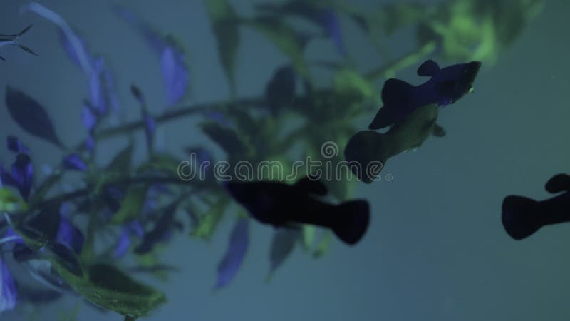 πλαϊνή όψη πολλών μικρών ψαριών σε οικιακό ενυδρείο που κολυμπά τυχαία. Μικρό ψάρι με μπλε χρώμα όπως το ενυδρείο φιλμ μικρού μήκους
