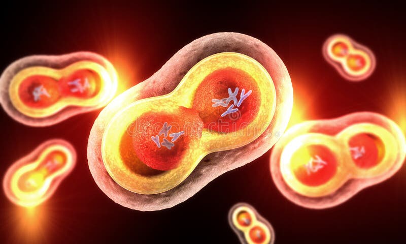 Proliferation or segmentation of transparent cells, red cell nucleus, cell membrane and visible chromosomes in blue on dark red background. Proliferation or segmentation of transparent cells, red cell nucleus, cell membrane and visible chromosomes in blue on dark red background