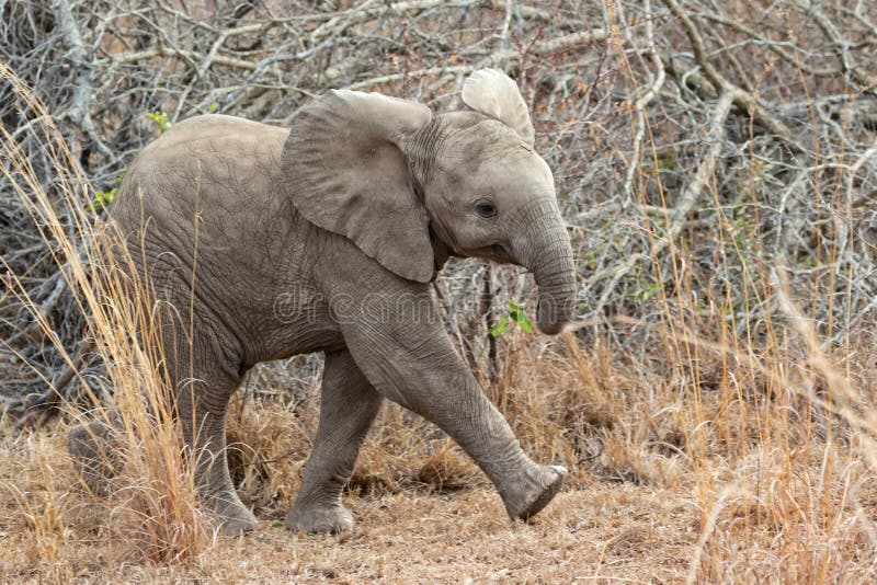 Πολύ χαριτωμένο cub ελεφάντων στοκ φωτογραφίες με δικαίωμα ελεύθερης χρήσης Πολύ χαριτωμένο cub ελεφάντων στοκ φωτογραφίες με δικαίωμα ελεύθερης χρήσης