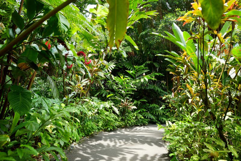 Πολύβλαστη τροπική βλάστηση του τροπικού βοτανικού κήπου της Χαβάης του μεγάλου νησιού της Χαβάης