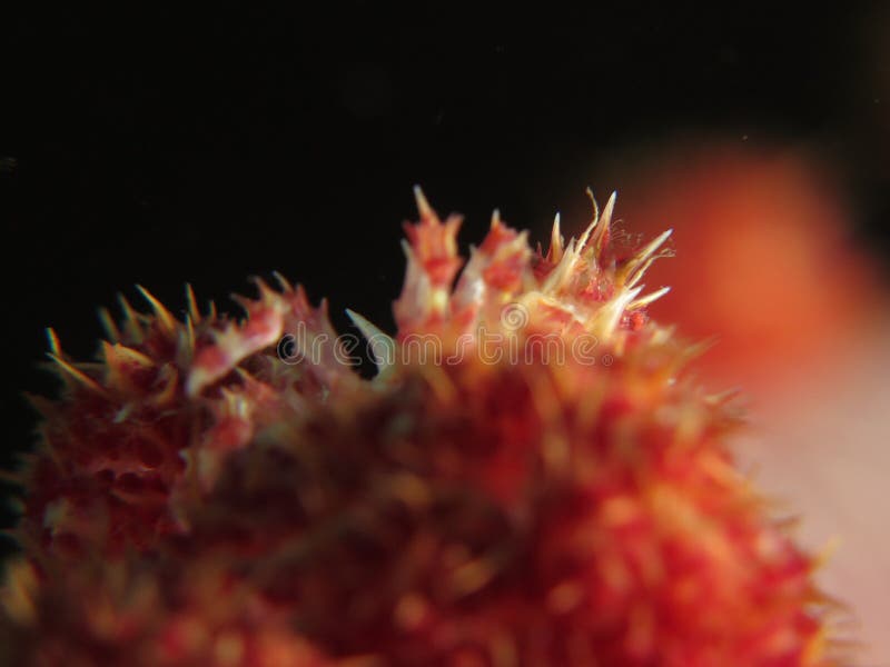 Hoplophrys oatesi is a very colourful crab that grows from 1.5 to 2 cm. It lives on various species of soft coral in the genus Dendronephthya. It camouflages itself by mimicking the colours of the polyps among which it hides. It adds further camouflage by attaching polyps to its carapace. Colours vary depending on the colour of the coral, and may be white, pink, yellow or red. Hoplophrys oatesi is a very colourful crab that grows from 1.5 to 2 cm. It lives on various species of soft coral in the genus Dendronephthya. It camouflages itself by mimicking the colours of the polyps among which it hides. It adds further camouflage by attaching polyps to its carapace. Colours vary depending on the colour of the coral, and may be white, pink, yellow or red.