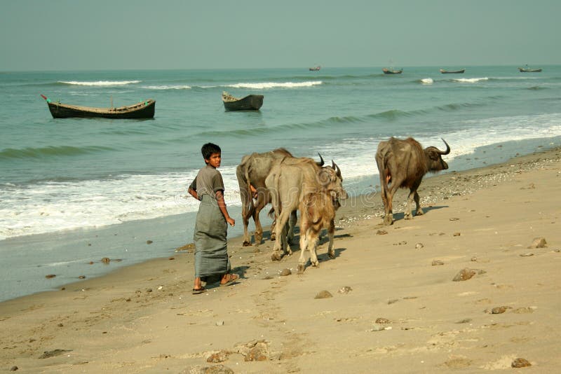 Boy shepherd with cattle on the beach on St. Martins Island, Bangladesh. Boy shepherd with cattle on the beach on St. Martins Island, Bangladesh