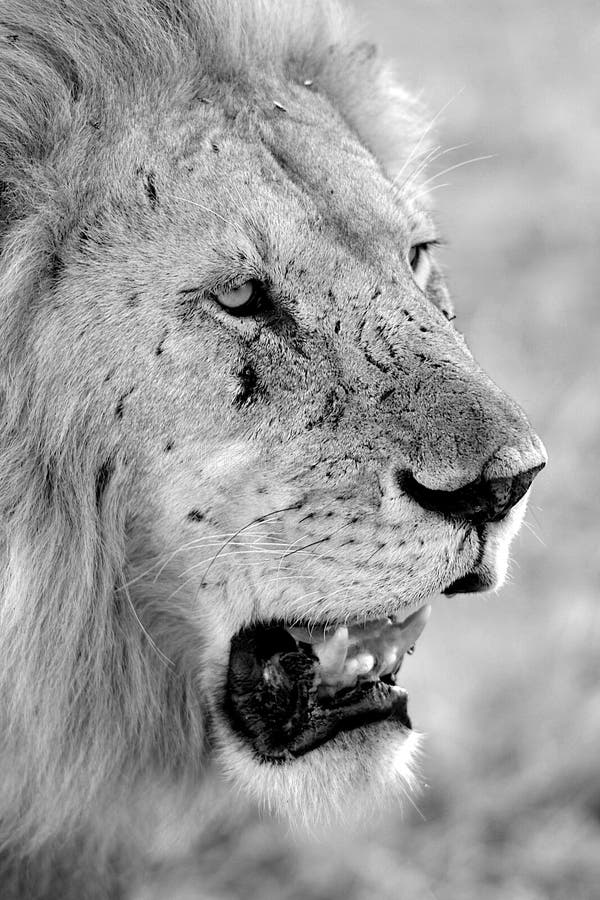 Scars align the face of a lion in the Serengeti National Park of Tanzania. Scars align the face of a lion in the Serengeti National Park of Tanzania.