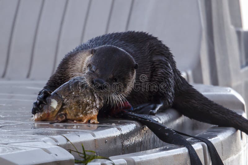 A cute otter on a dock is busy eating an old fish at Hauser Lake, Idaho. A cute otter on a dock is busy eating an old fish at Hauser Lake, Idaho.