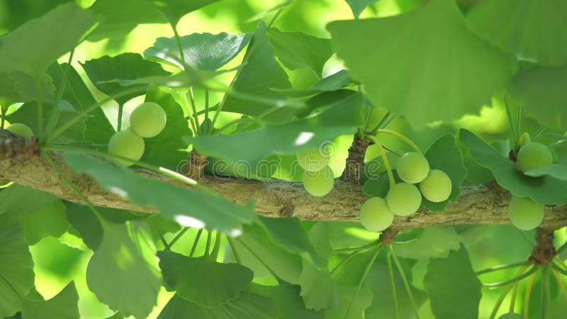 πολύ νεαρή καρύδα ginkgo στις αρχές ιουνίου. η διάμετρος του είναι περίπου 25 ίντσες.