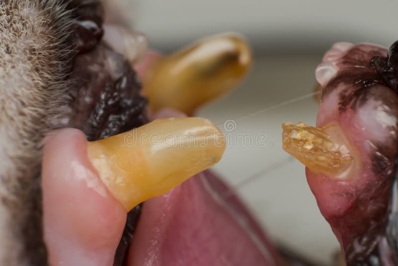 Πολύ παλαιό dentition γατών, σπασμένα δόντια και βακτηριακή πινακίδα στοκ εικόνες Πολύ παλαιό dentition γατών, σπασμένα δόντια και βακτηριακή πινακίδα στοκ εικόνες