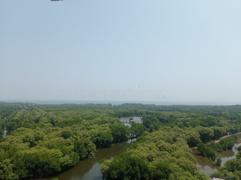 πολύ πυκνό δάσος mangrove στοκ εικόνα με δικαίωμα ελεύθερης χρήσης